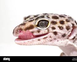 Leopard Gecko - Leopard gecko on a warm hide