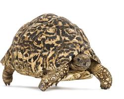 Leopard Tortoise