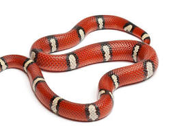Milk Snake