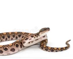 Rainbow Boa