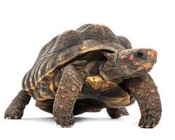 Red-Footed Tortoise