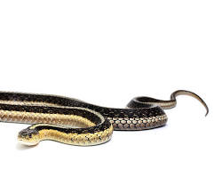 Rosy Boa