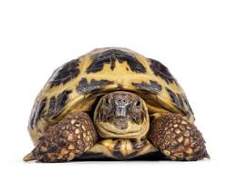 Russian Tortoise