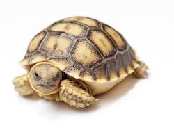 Sulcata Tortoise