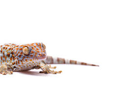 Tokay Gecko