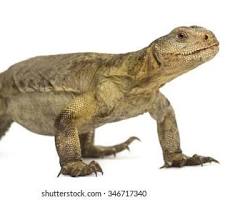 Uromastyx