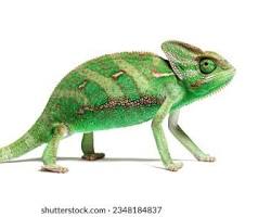 Veiled Chameleon