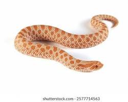 Western Hognose Snake - Western hognose snake showing distinctive upturned snout and defensive posture